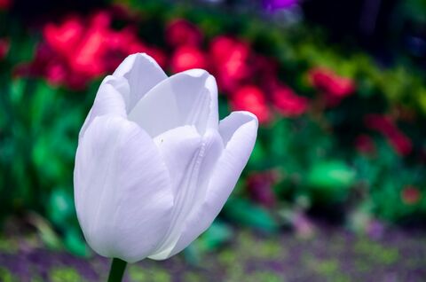 Floare albă singură